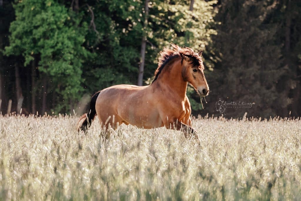 Pferd läuft in einem Getreidefeld