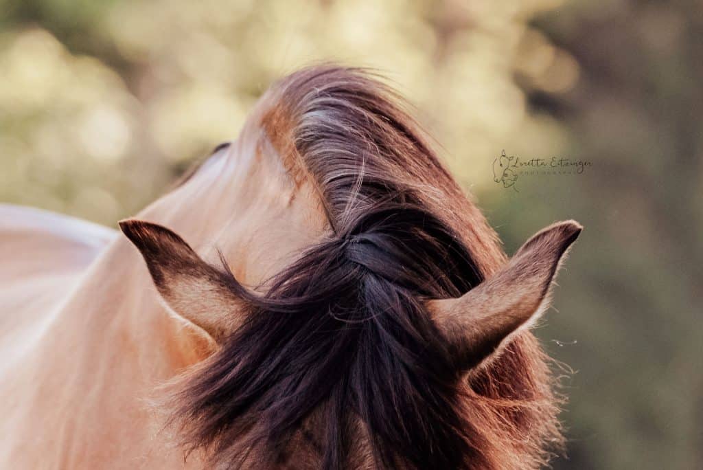 Die Mähne eines braunen Pferdes