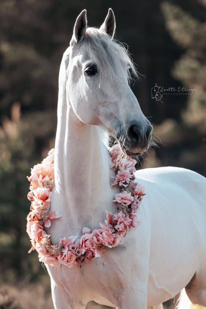 Ein weißes Pferd mti einem Blumenschmuck um den Hals.