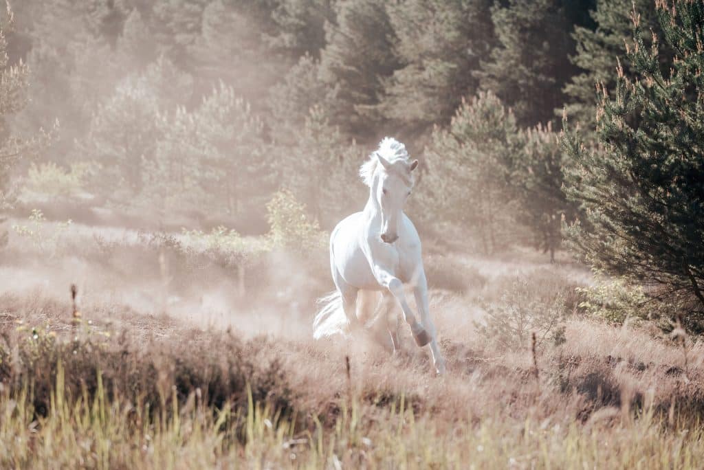 Ein weißes Pferd läuft über die Wiese